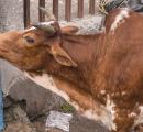 UP: Cow stranded on 4th floor sends locals in panic