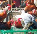 Maha civic body's meat ban on I-Day draws flak