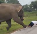 Elephant chases, pins tourist to ground in Bandipur forest