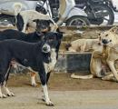 'This will only increase panic between people and dogs'
