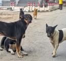 Days after SC's order, woman mauled to death by stray dogs