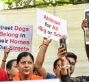 SC flags practical challenges in sheltering all stray dogs