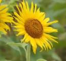 Nilambur's Golden Glory
