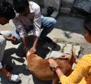 Chennai cop's remarks on woman feeding stray dogs sparks uproar
