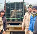 Man Killed in Leopard Attack in Indian Village; Authorities Order Capture
