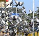 Bombay plans to allow pigeon feeding for 2 hours a day