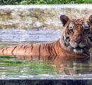 Beat the Heat, Tiger Style