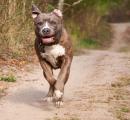 Mumbai man unleashes pet dog on minor boy, booked