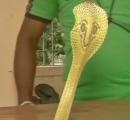 Stunning! One-year-old child bites cobra to death in Bihar