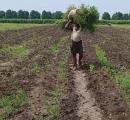 MP farmer's Rs 3 income shocks Internet; officials say 'clerical error'