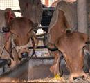 Cattle trade suspended in Maharashtra town over cow vigilantes