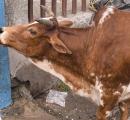 40-kg plastic waste removed from cow's stomach in Odisha