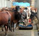 Gau Bhakts To Enter Poll Fray In Bihar
