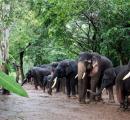 Woman tourist from TN killed during elephants' fight at Karnataka camp