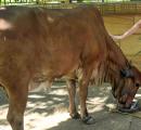 Man arrested for 'sexually assaulting' cow in Bengaluru