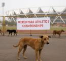 Dog-bite scare jolts Para Worlds; MCD steps up action