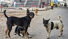 Over 22,000 stray dogs in Chennai given anti-rabies vaccines, says civic body