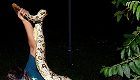 Haryana: Python found in truck bonnet, released safely into forest