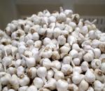 Who Eats The Most Garlic? These 7 Countries! India?