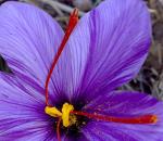 8 Of The Most Expensive Foods On The Planet