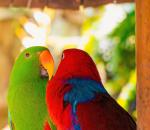 Parrots! Why India Loves Them