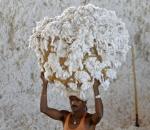 No end to cotton farmers' woes in Maharashtra