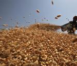 Why prices of wheat and pulses have nosedived