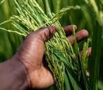 India Rolls Out Next-Gen Rice Varieties