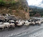 India's First Gene-Edited Sheep Unveiled