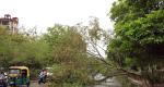 LIVE! Senior citizen dies in tree crash in Mumbai 