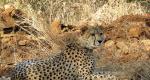 MP hides behind national security clause on Project Cheetah