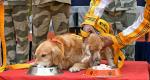 Rocky, Romio Retire As CISF Sniffer Dogs