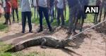 Crocodiles invade Vadodara streets as Vishwamitri river swells