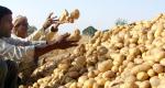 UP cop demands 5 kg potatoes as 'bribe', suspended