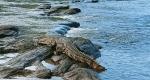 Woman throws son into crocodile-infested river after fight with husband