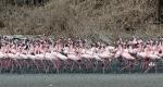 Over 30 flamingos killed as Emirates flight hits them in Mumbai