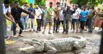 When A Crocodile Goes To College...