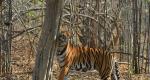 Tribals protests against eviction from tiger reserves