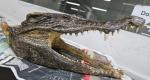 Canadian man carries crocodile skull to Delhi airport