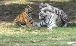A Tigress And Her Tiny Titans