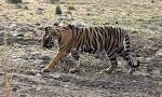 I Spotted A Tiger!