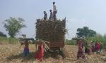 Woman Found Dead In Sugarcane Field In Meerut