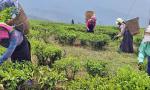 Rain havoc: Over 30 Darjeeling tea gardens destroyed; Rs 50 cr loss feared