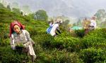 How India Let Sri Lanka Steal Its Tea Crown