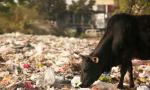 Halwa, puris behind death of 20 cows in Haryana?