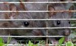 Indore horror: Rats bite 2 newborn babies at hospital