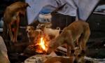 Can't sacrifice children.....: SC orders removal of stray dogs from Delhi