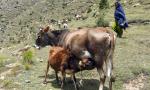 UP Police Arrest Three Wanted in Cow Slaughter Cases After Shootout