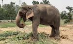 Maha steps up efforts to bring back elephant Mahadevi from Guj after stir