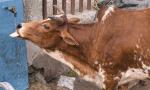 UP: Cow stranded on 4th floor sends locals in panic